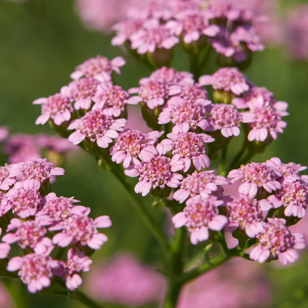 Achillea Millefolium Cerise Queen (Duizendblad) - Afbeelding 2