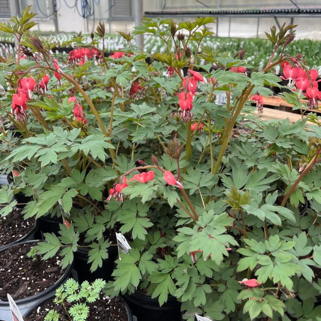 Dicentra Spectabilis Valentine (Gebroken Hartje)