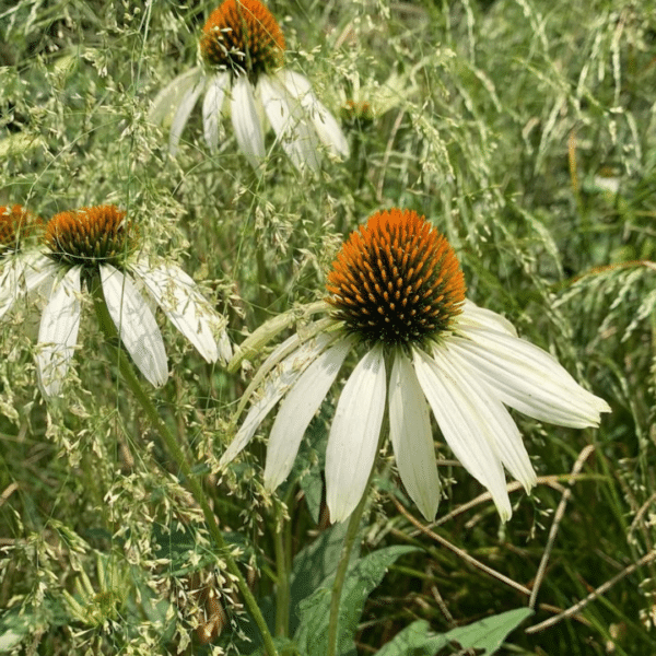 Echinacea Purpurea White Swan (Zonnehoed) - Afbeelding 2