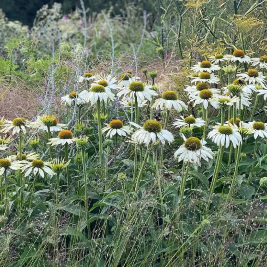 Echinacea Purpurea White Swan (Zonnehoed)