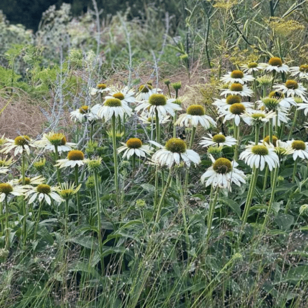 Echinacea Purpurea White Swan (Zonnehoed)
