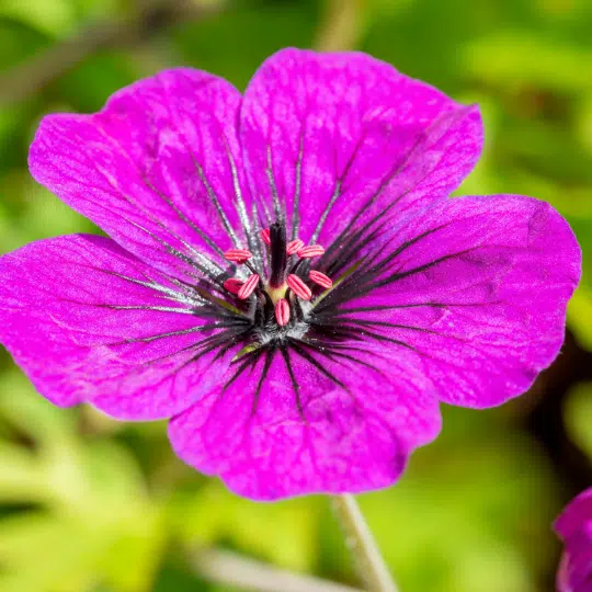 Geranium Anne Thompson (Ooievaarsbek)