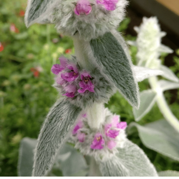 Stachys Byzantina Big Ears (Ezelsoor) - Afbeelding 2