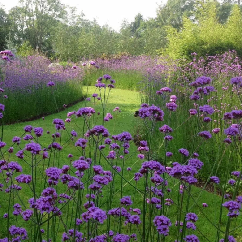 Verbena Bonariensis (Ijzerhard)