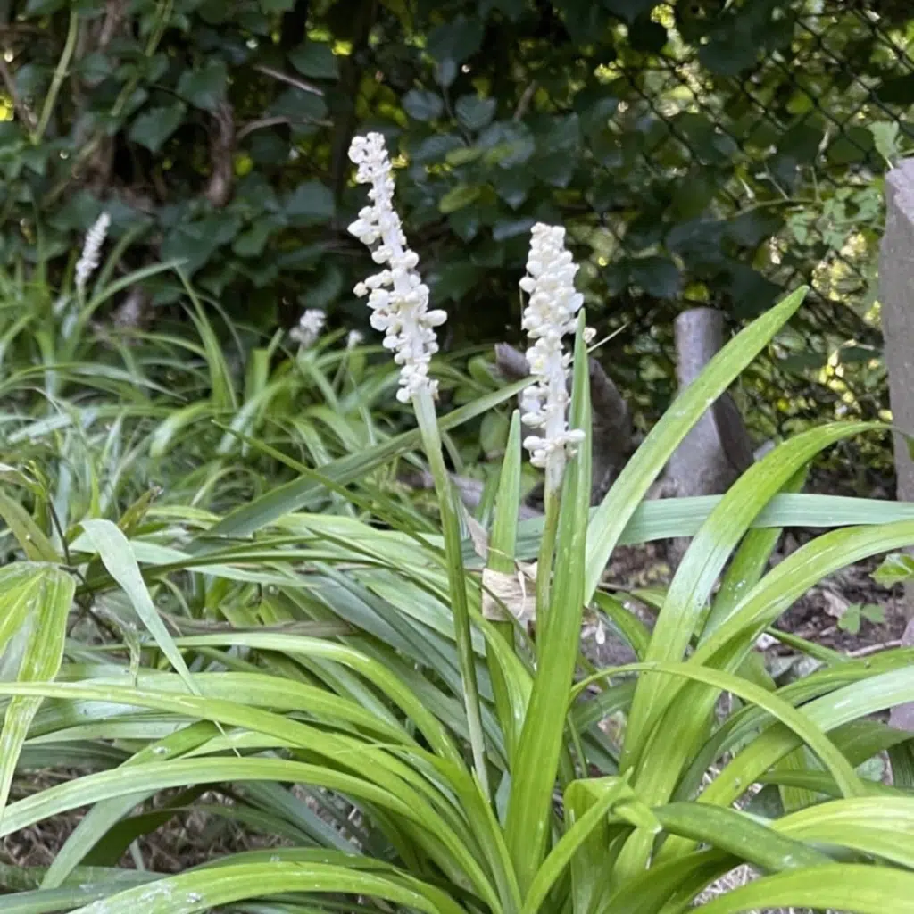 Liriope Muscari Monroe White (Wit Leliegras)