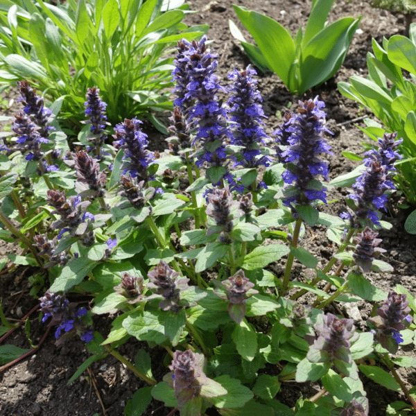 Ajuga Reptans (Kruipend Zenegroen)