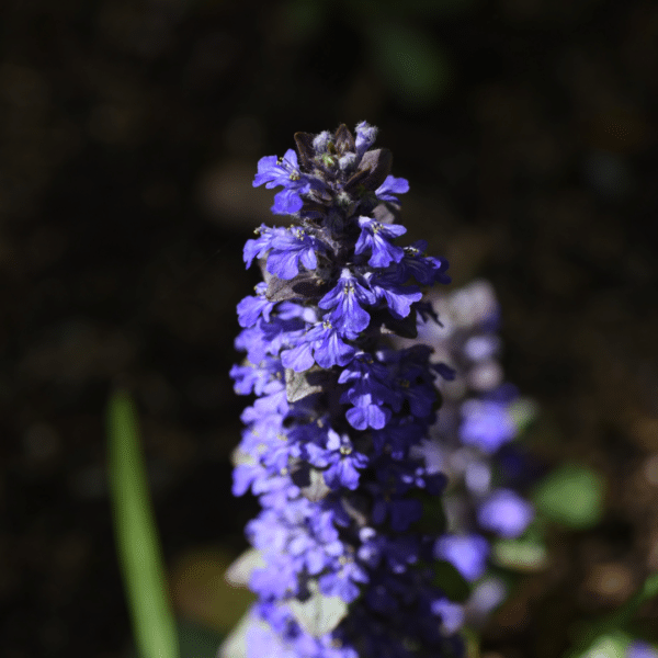 Ajuga Reptans (Kruipend Zenegroen) - Afbeelding 2