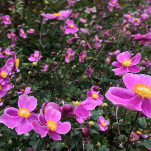 Anemone Hybrida Hadspen Abundance (Herfstanemoon)