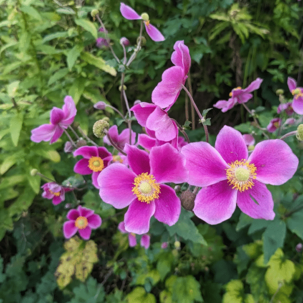 Anemone Hybrida Hadspen Abundance (Herfstanemoon) - Afbeelding 2