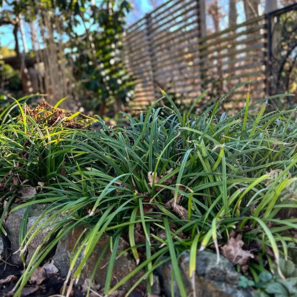 Carex Morrowii Irish Green (Zegge)