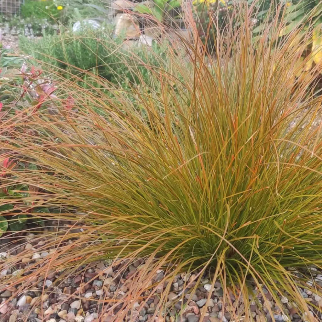 Carex Testacea Prairie Fire (Oranje Zegge)