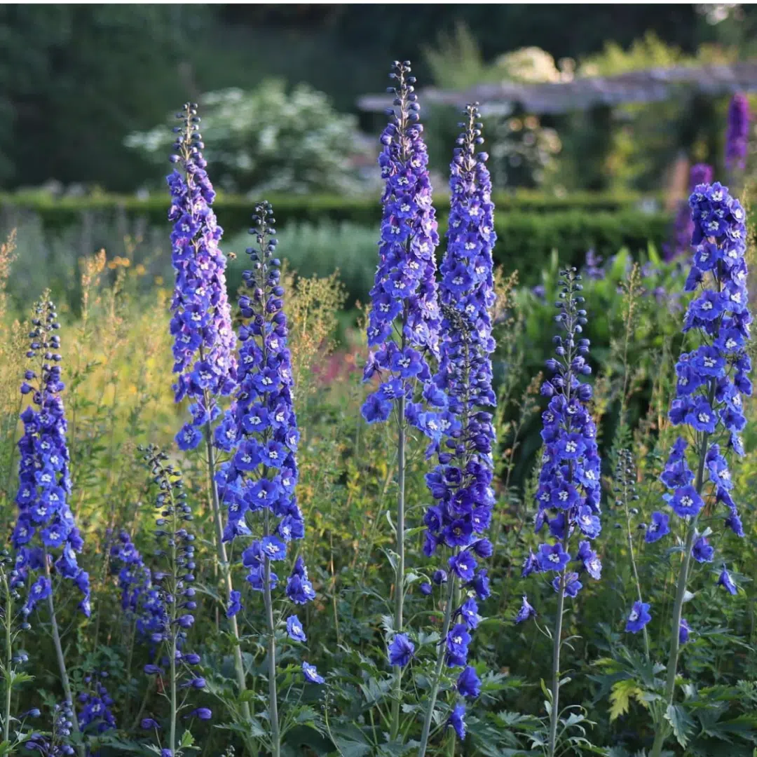 Delphinium Blue Bird (Ridderspoor)