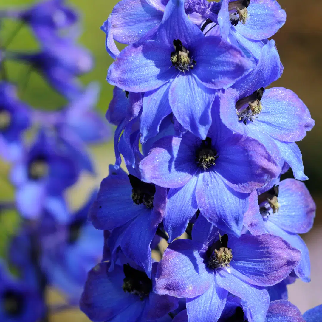 Delphinium Blue Bird (Ridderspoor) - Afbeelding 2