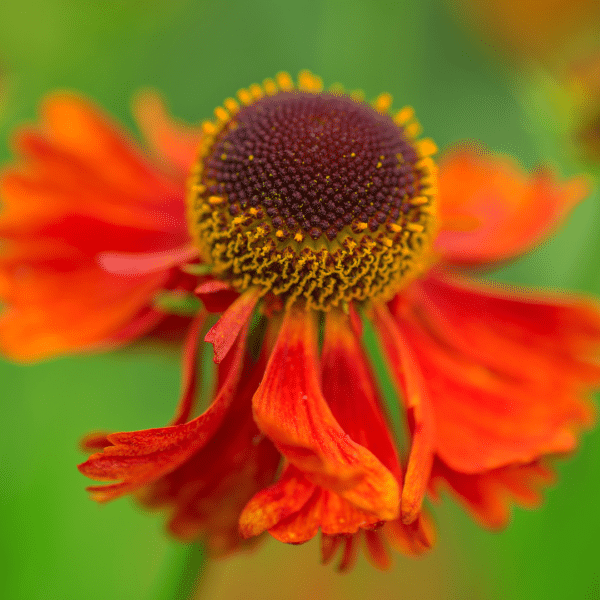 Helenium Moerheim Beauty (Zonnekruid) - Afbeelding 3
