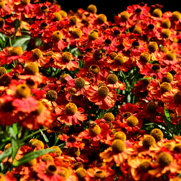 Helenium Moerheim Beauty (Zonnekruid) - Afbeelding 2