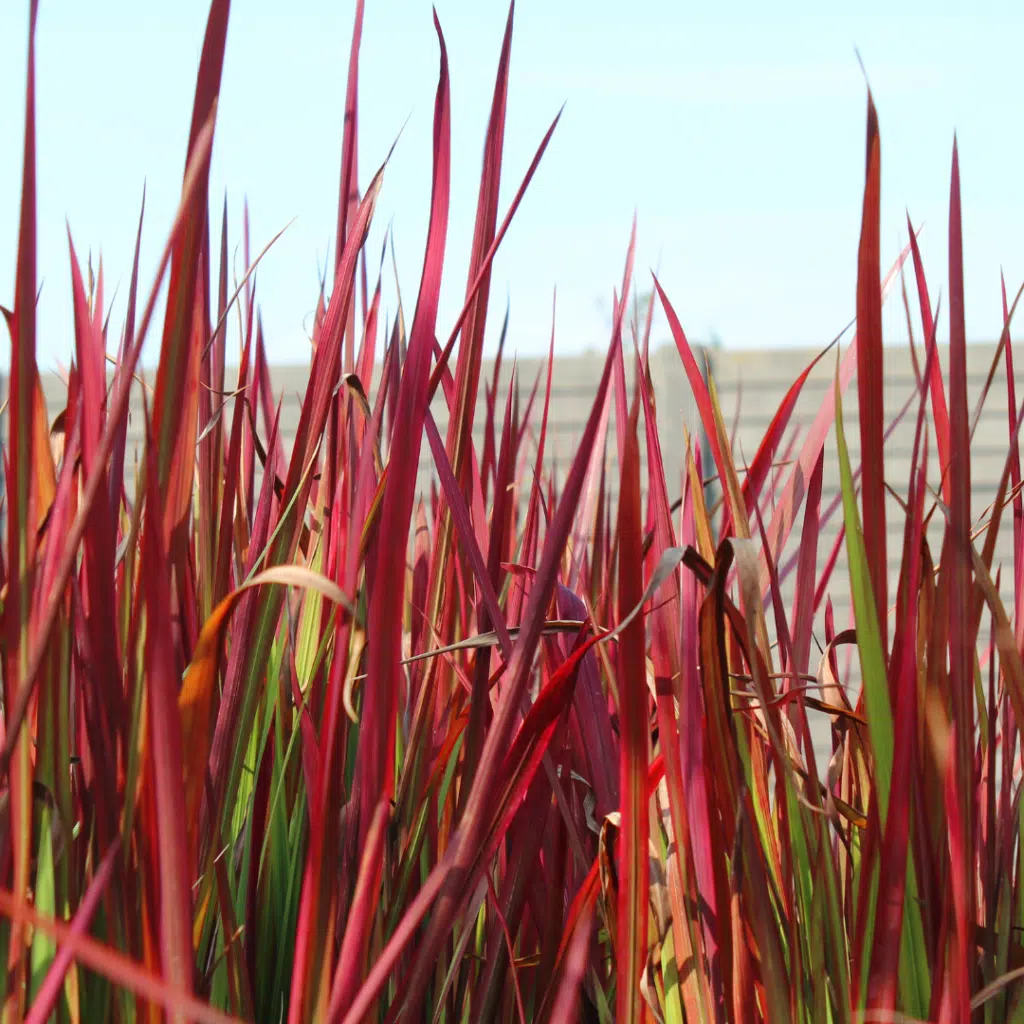 Imperata Cylindrica Red Baron (Japans Bloedgras)