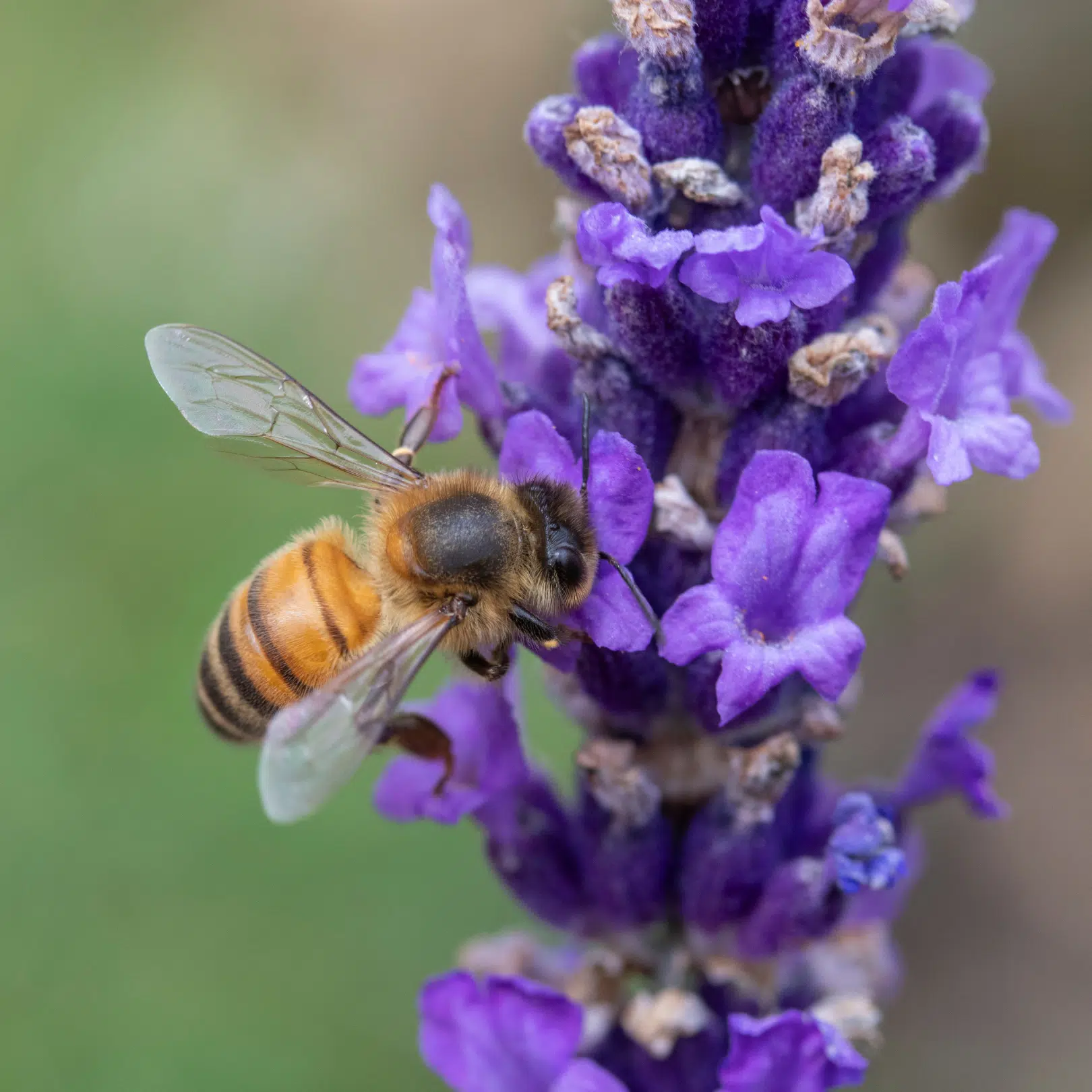 Lavandula Angustifolia Hidcote (Lavendel) | Tuinoord
