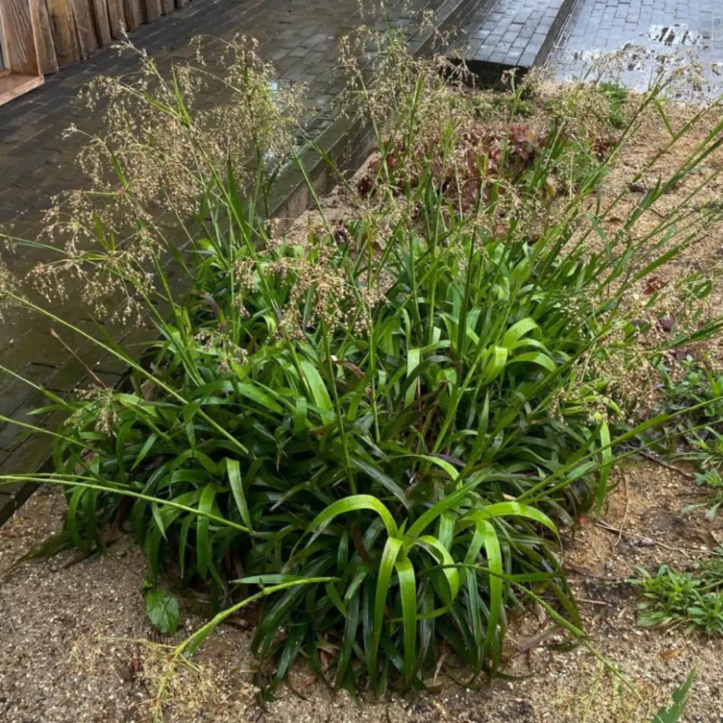 Luzula Sylvatica (Grote Veldbies)