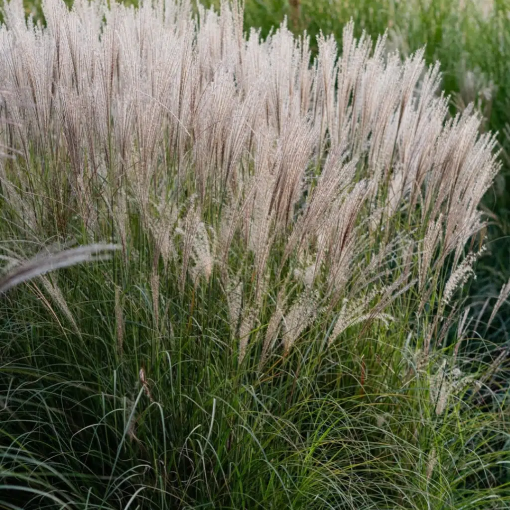 Miscanthus Sinesis Kleine Silberspinne (Prachtriet)