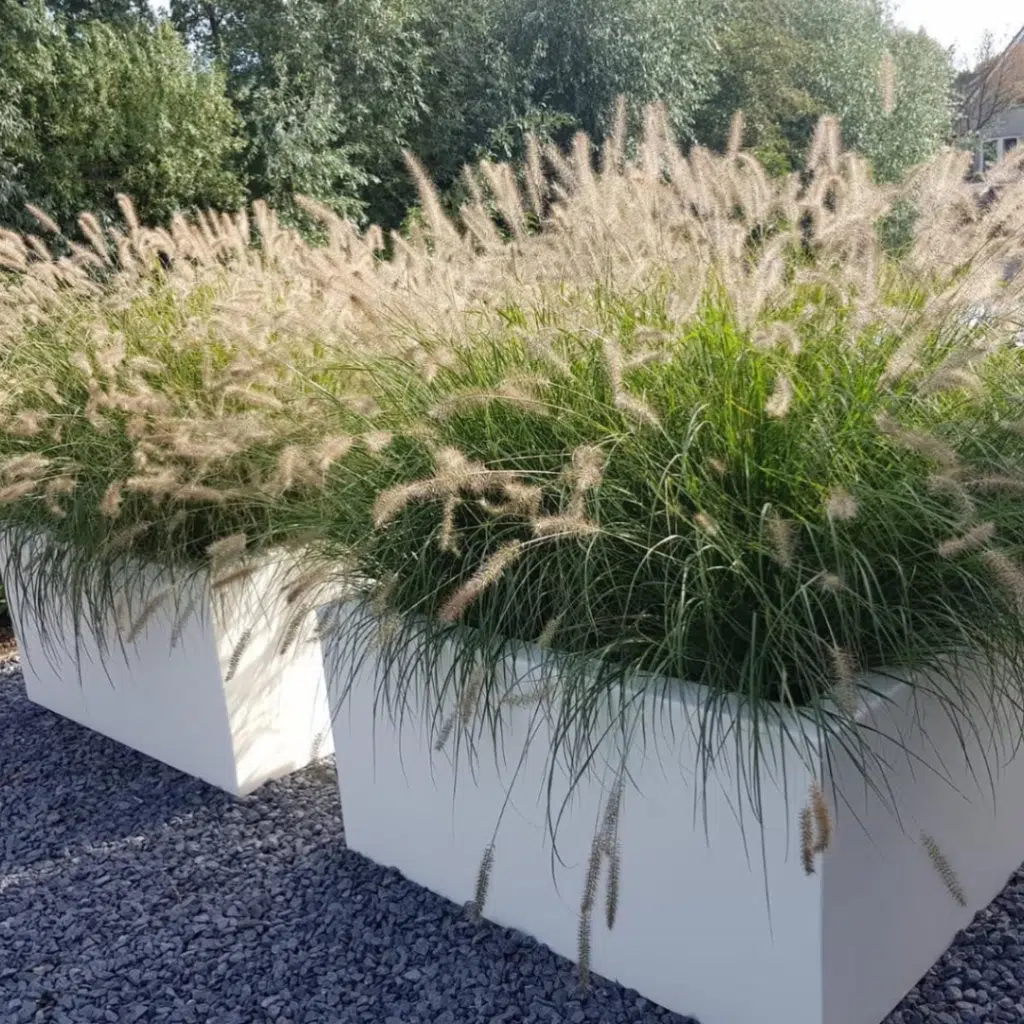 Pennisetum Alopecuriodes (Hameln)