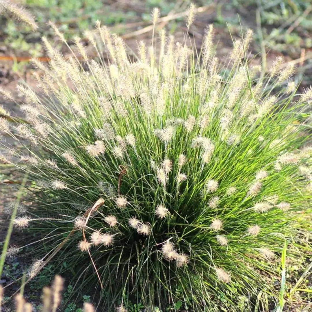 Pennisetum Alopecuroides Little Bunny (Lampenpoetsergras)