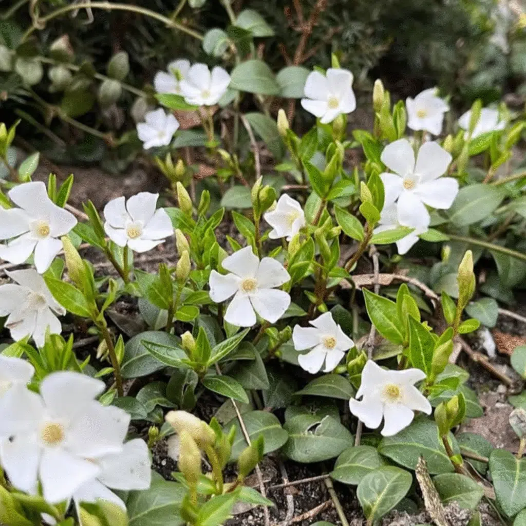 Vinca Minor Alba (Kleine Maagdenpalm)