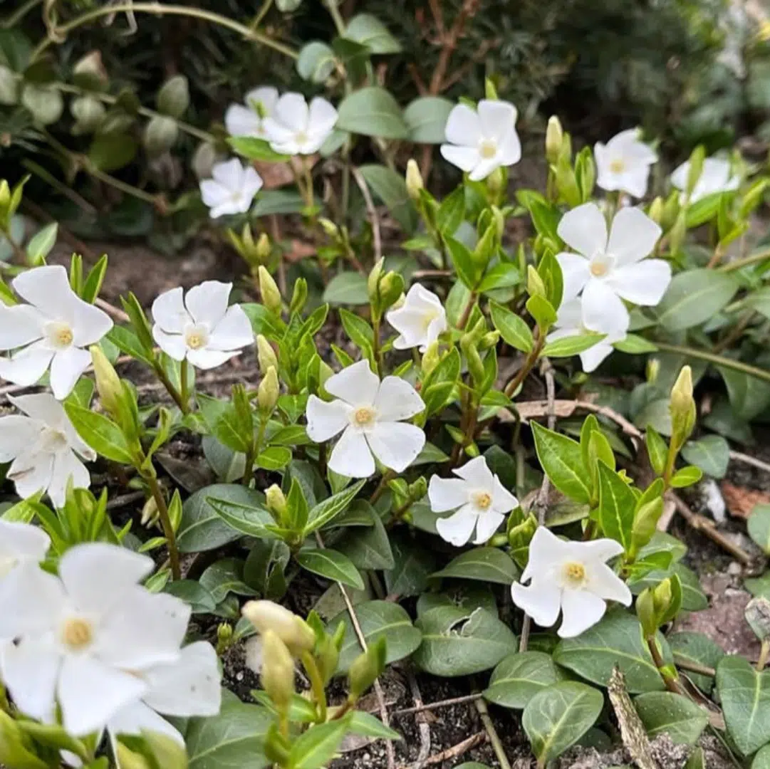 Vinca Minor Alba