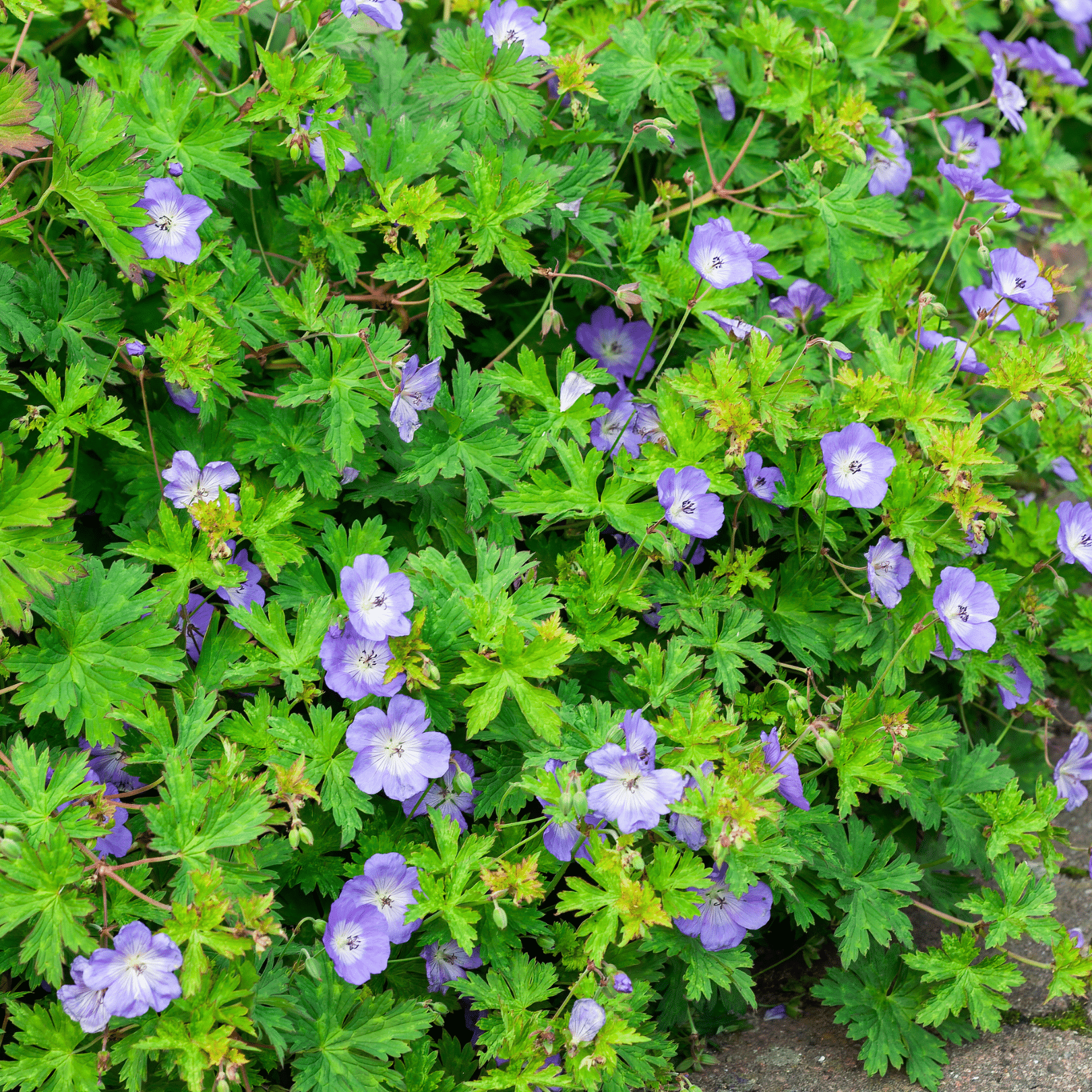 Geranium Rozanne (Ooievaarsbek)
