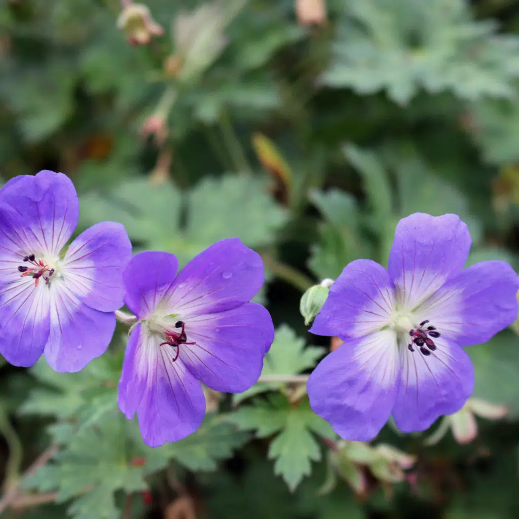 Geranium Rozanne (Ooievaarsbek)