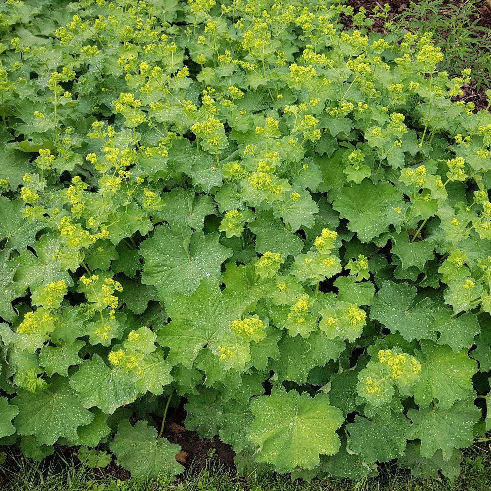 alchemilla-mollis-vrouwenmantel-bodembedekker