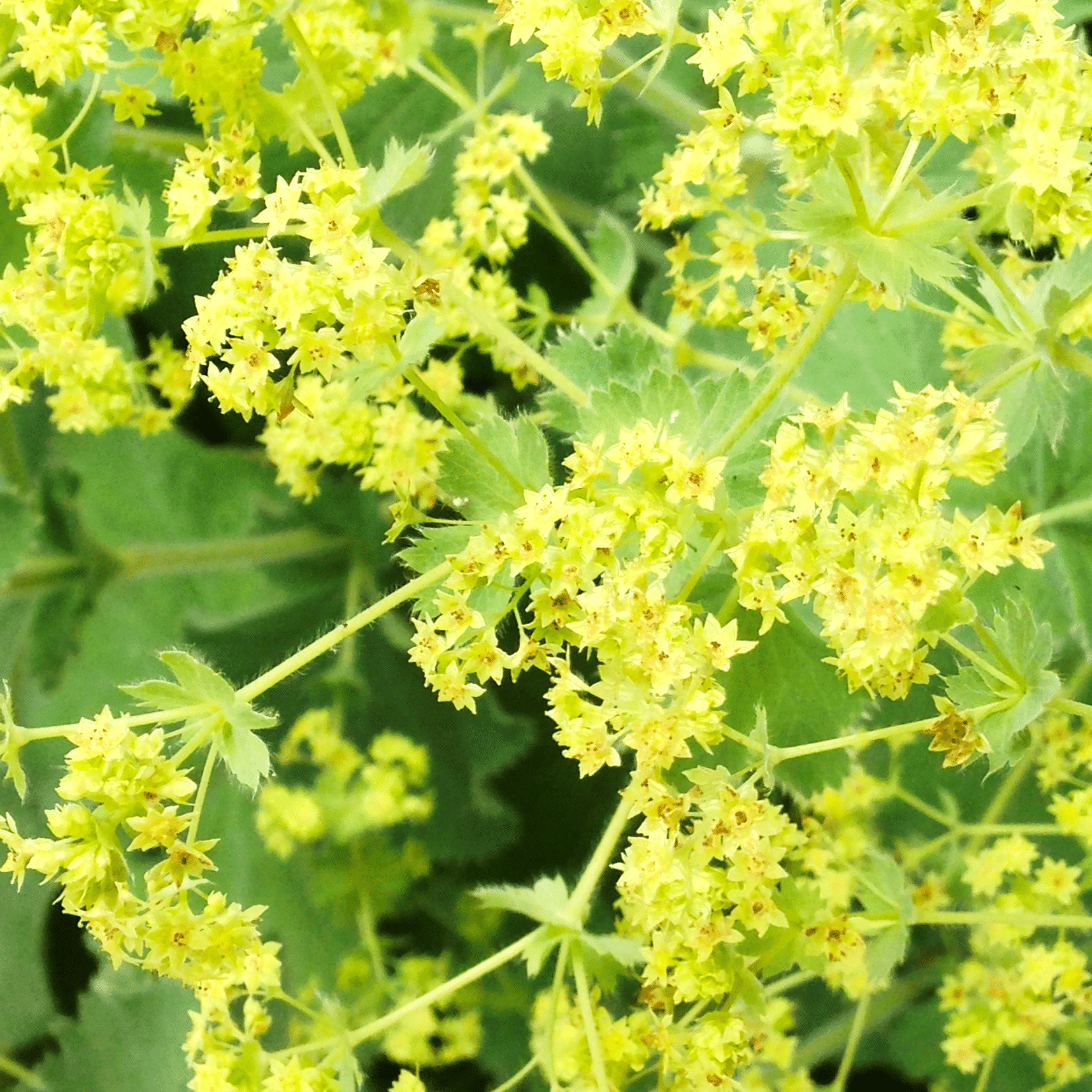 alchemilla-mollis-vrouwenmantel-bodembedekker