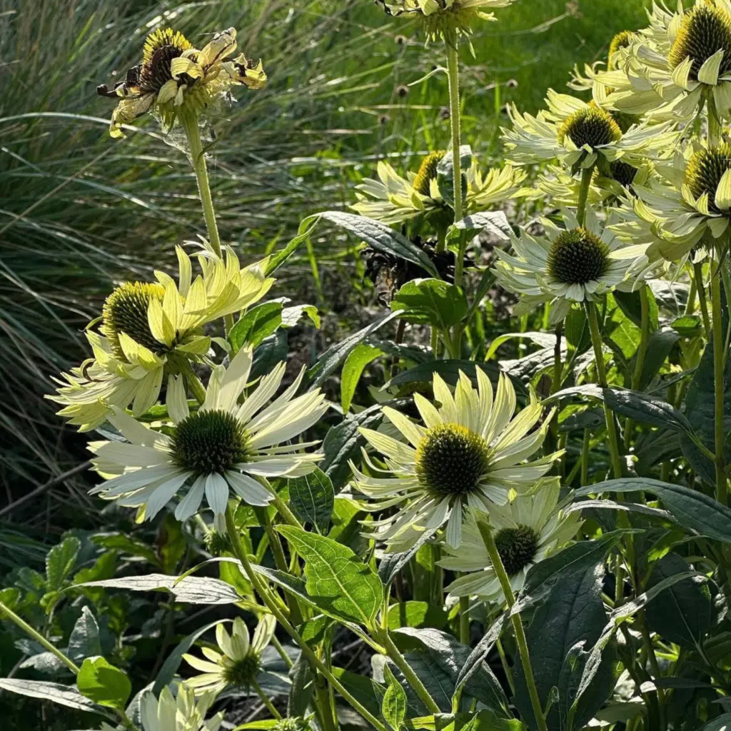Echinacea Purpurea Virgin (Witte Zonnehoed)