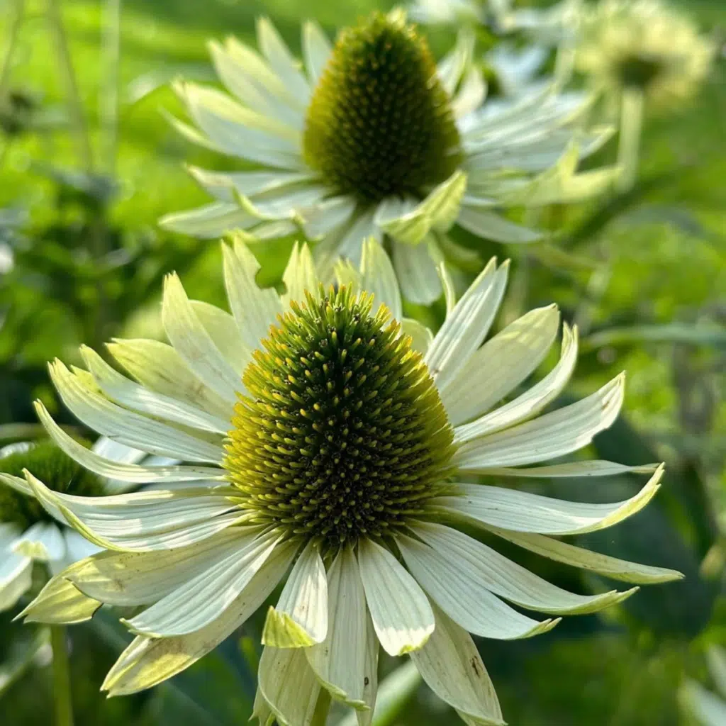 Echinacea Purpurea Virgin (Witte Zonnehoed)