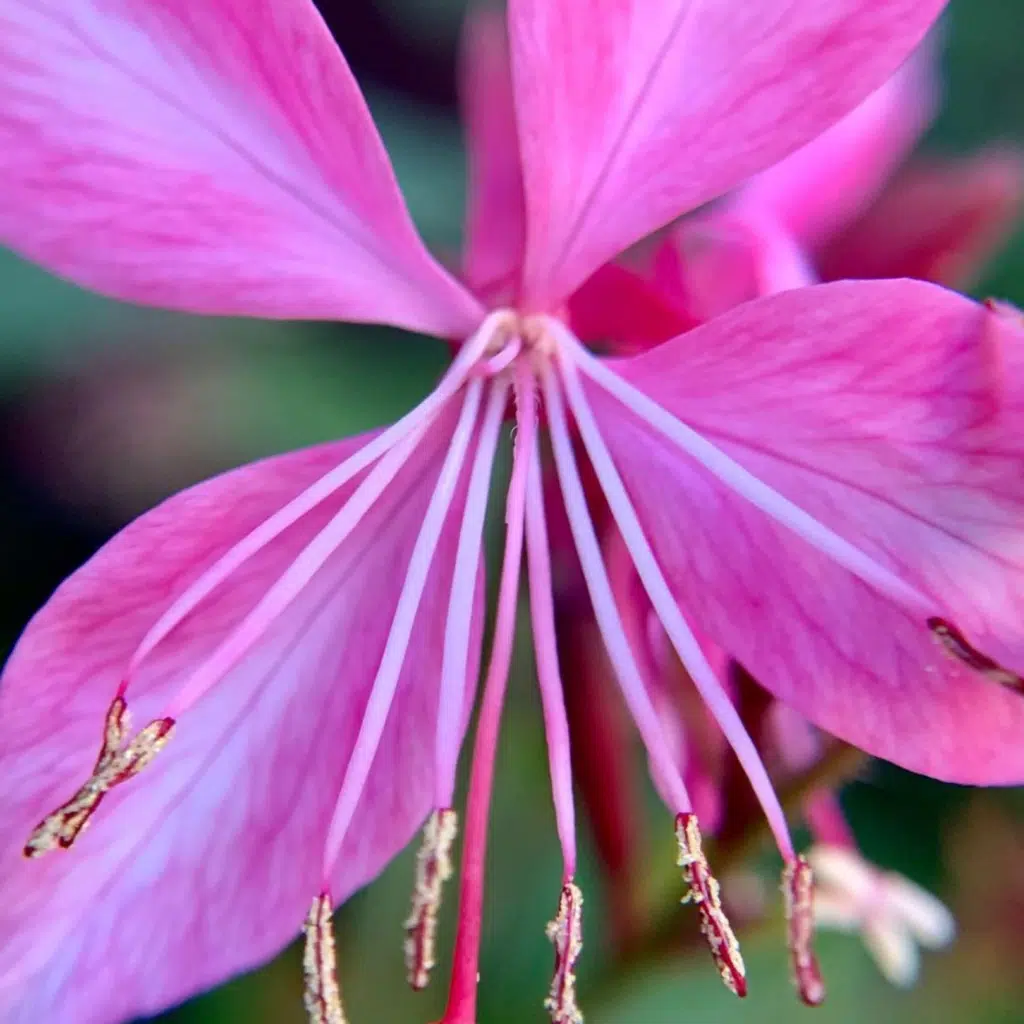 Gaura Lindheimeri Siskiyou Pink (Prachtkaars)