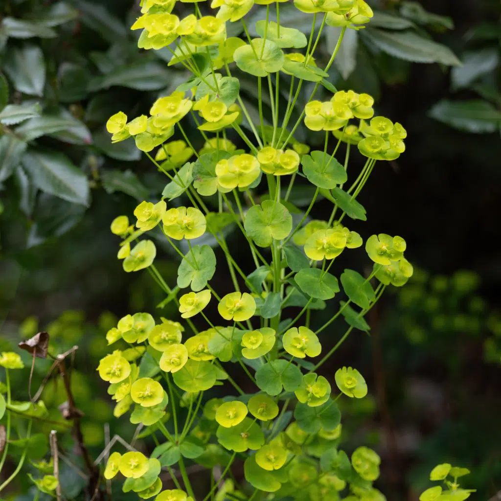 Euphorbia Amygdaloides Robbiae (Amandelwolfsmelk)