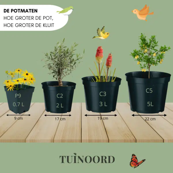 Potmaten