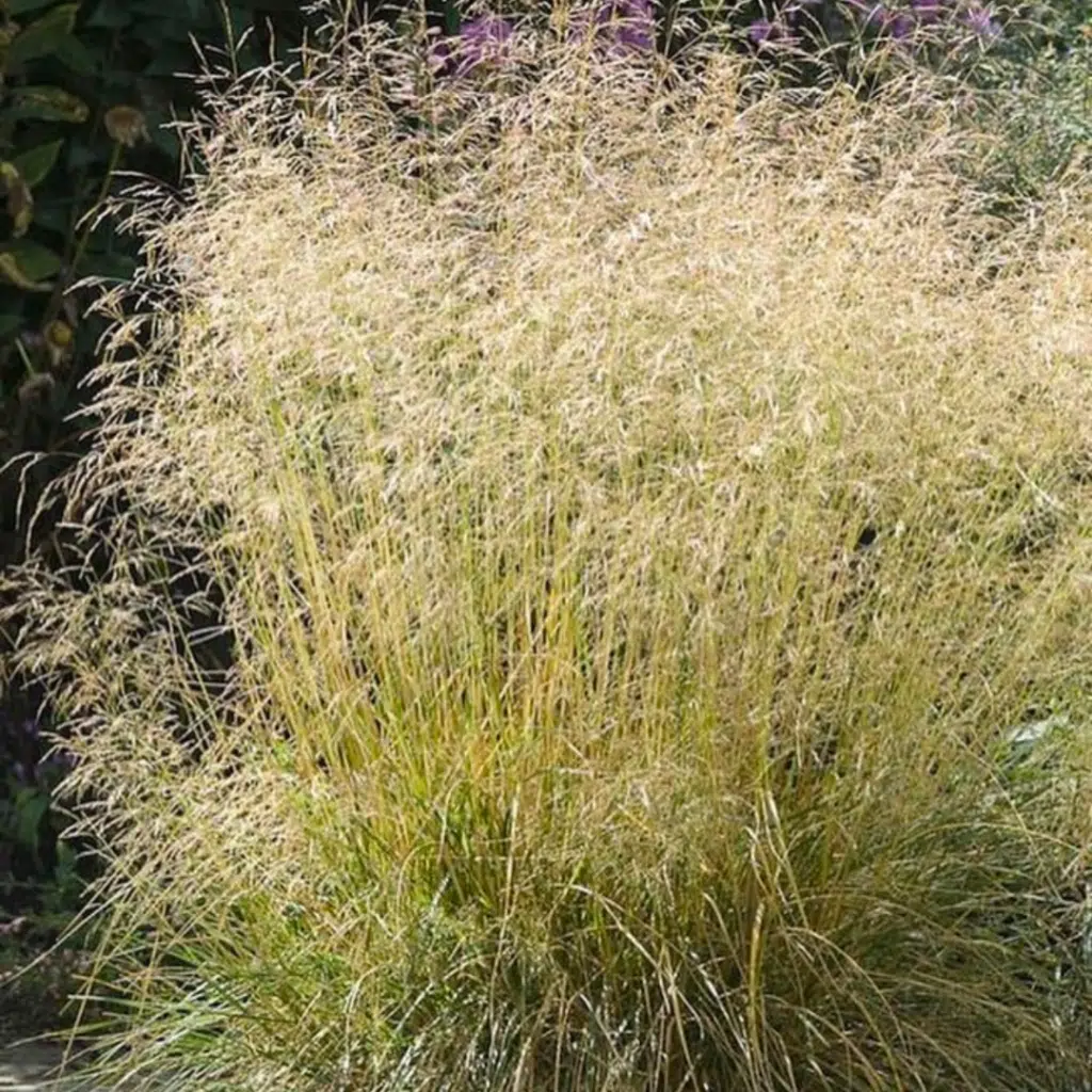 Deschampsia Cespitosa Goldtau (Ruwe Smele)