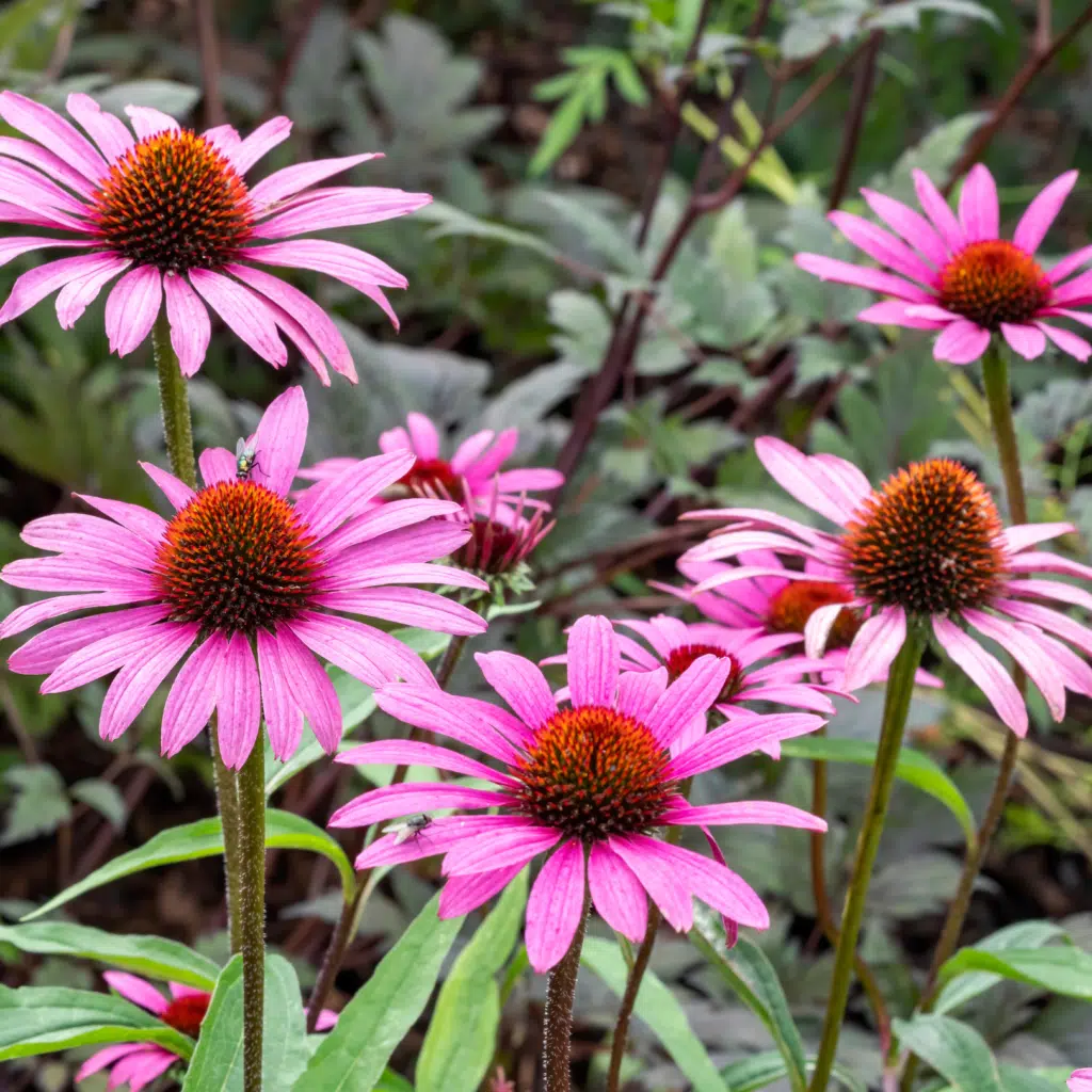 Echinacea Purpurea Magnus (Zonnehoed)