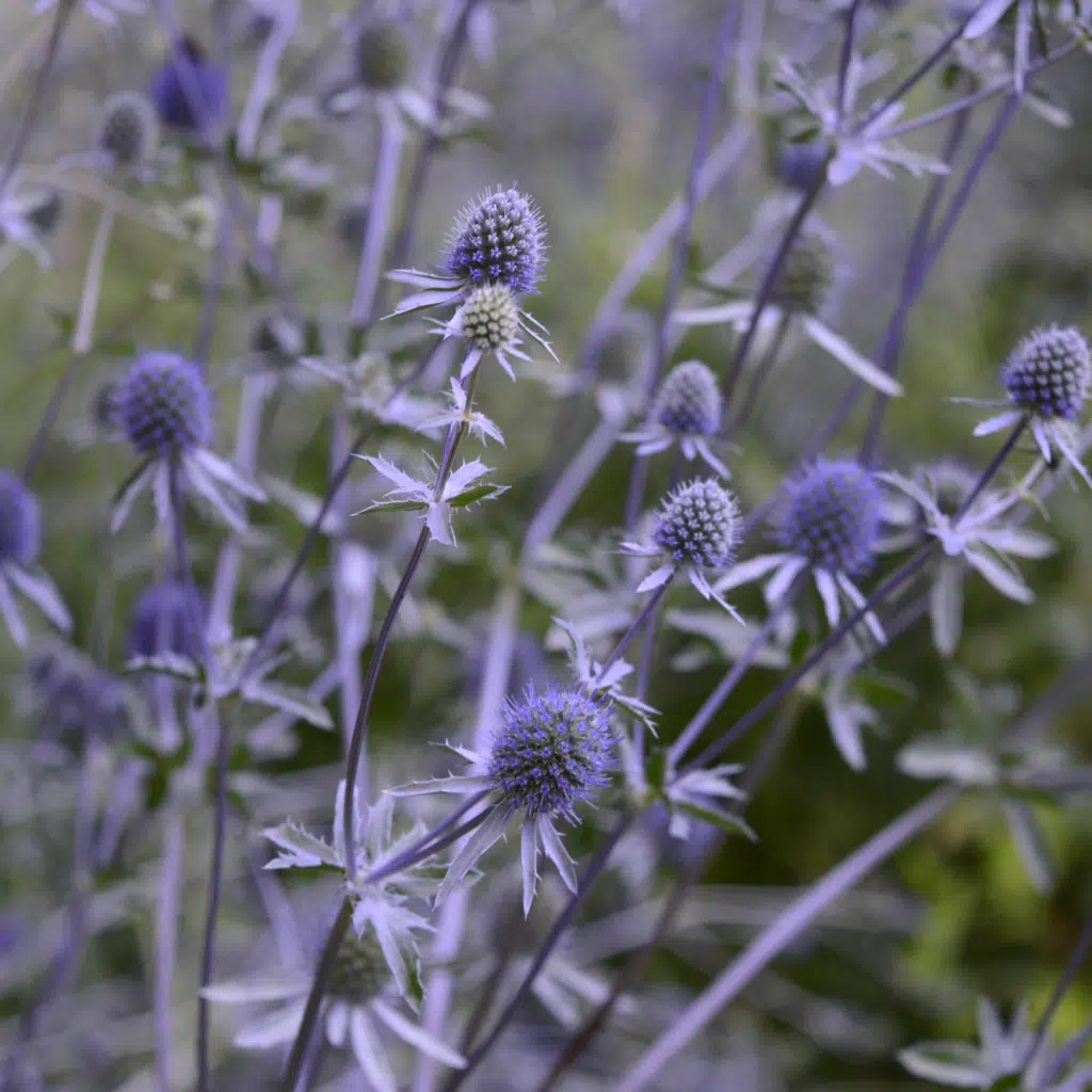 Eryngium planum (Kruisdistel)