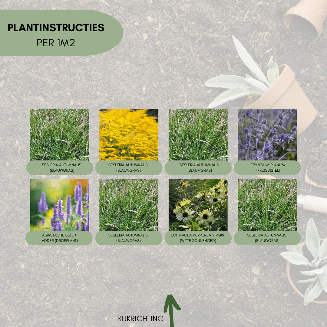 Flora Fiesta - Afbeelding 2