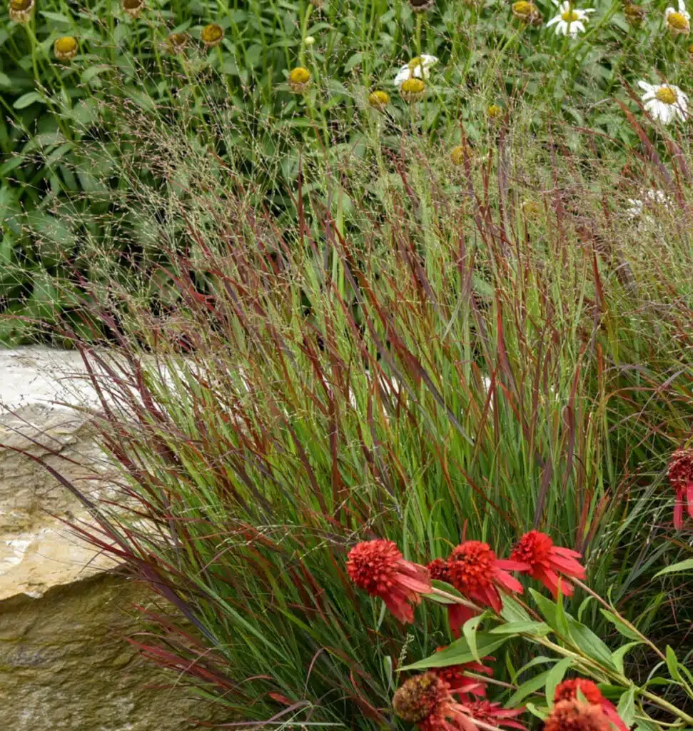 Panicum Virgatum Rehbraun (Vingergras)