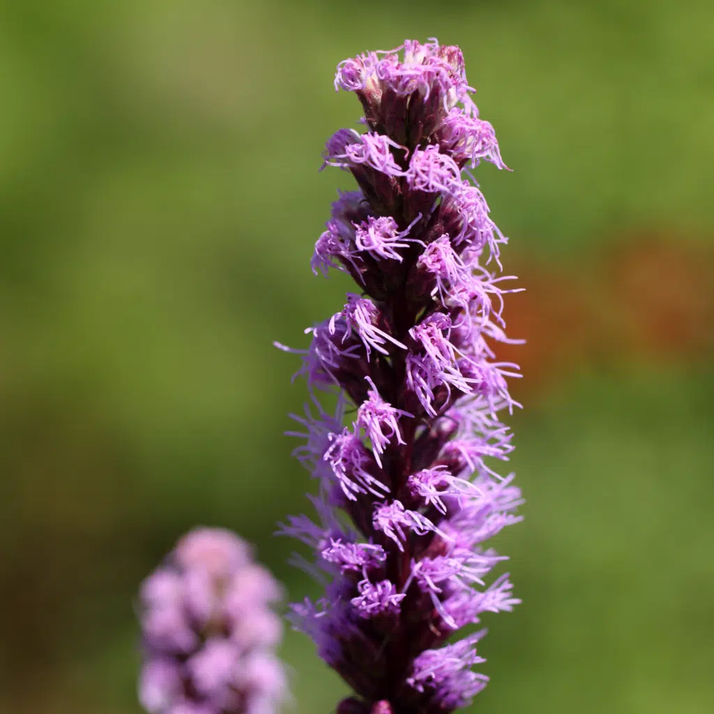 Liatris Spicata (Lampenpoetser)