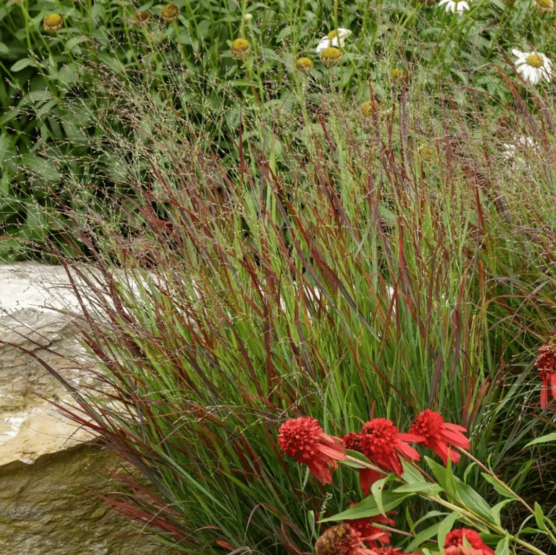 panicum Rehbraun