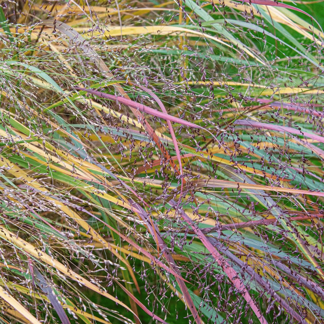 Panicum Virgatum Rehbraun (Vingergras) - Afbeelding 2