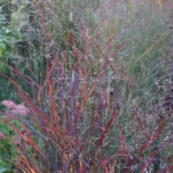 Panicum Virgatum Rotsrahlbusch (Vingergras) - Afbeelding 2