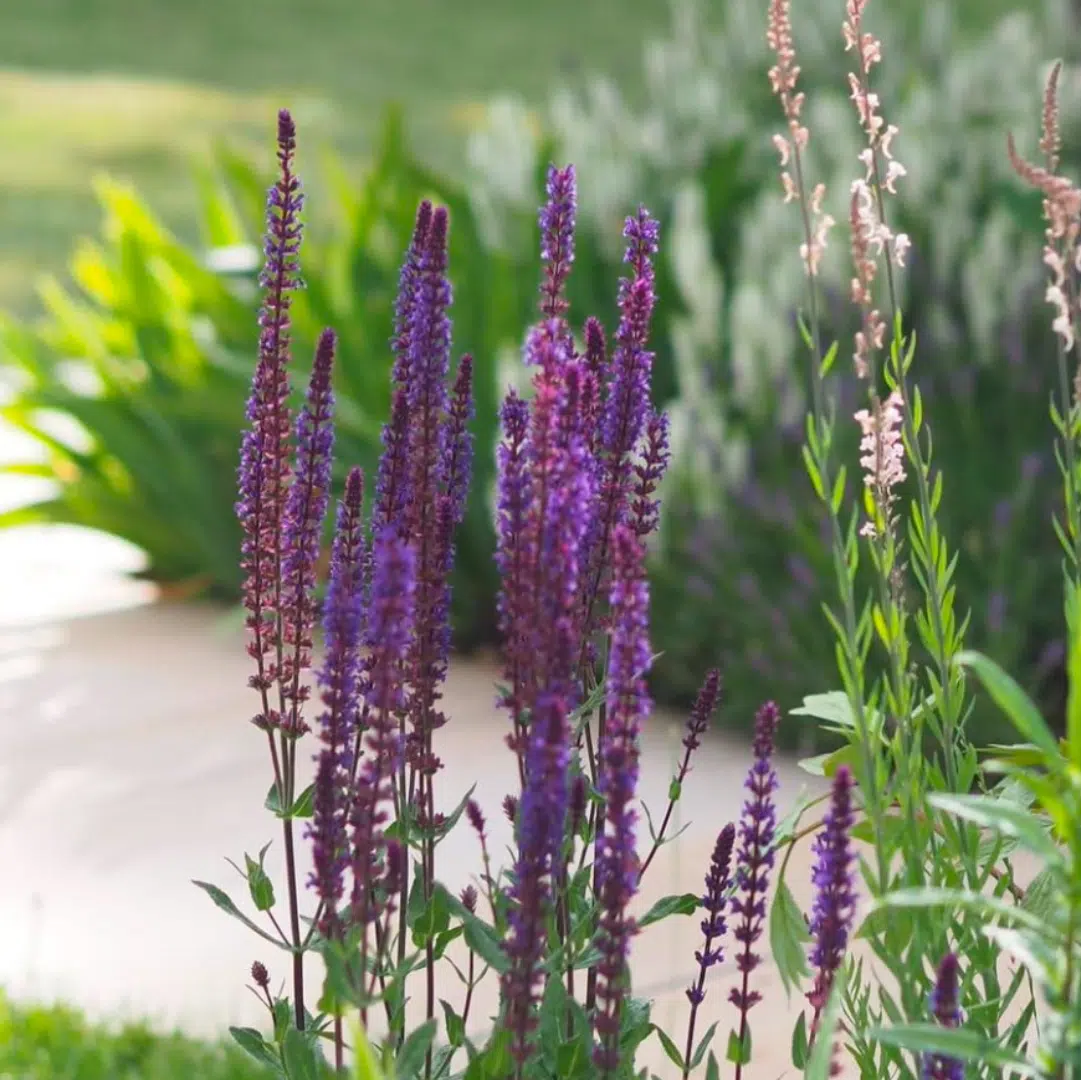Salvia Nemorosa Caradonna (Salie) - Afbeelding 2
