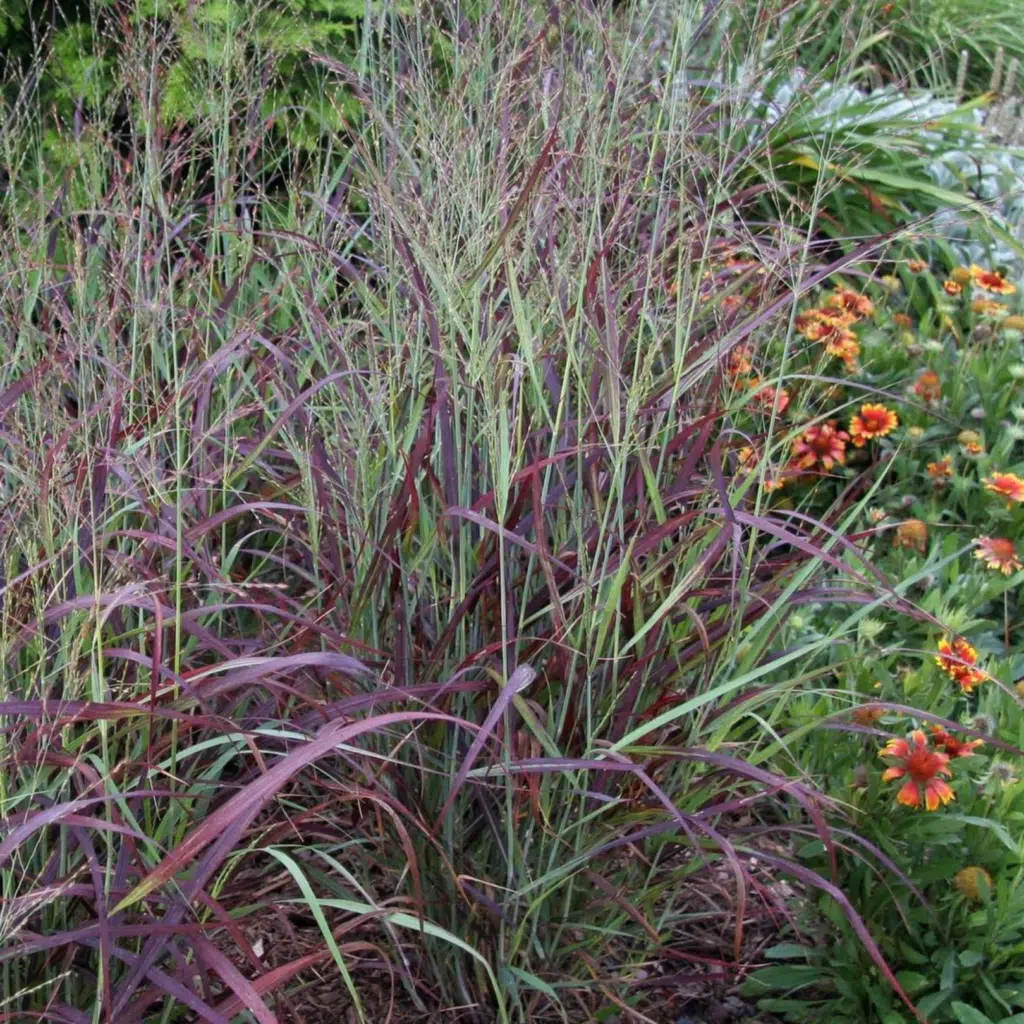 Panicum Virgatum Rotsrahlbusch (Vingergras)