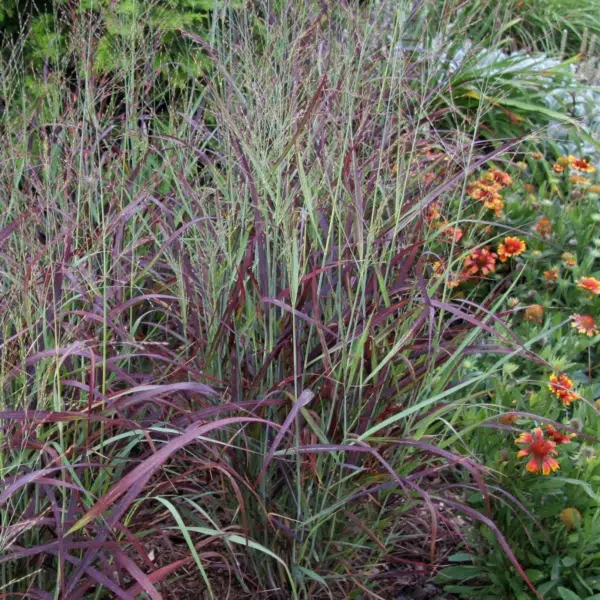 Panicum Virgatum Rotsrahlbusch (Vingergras)