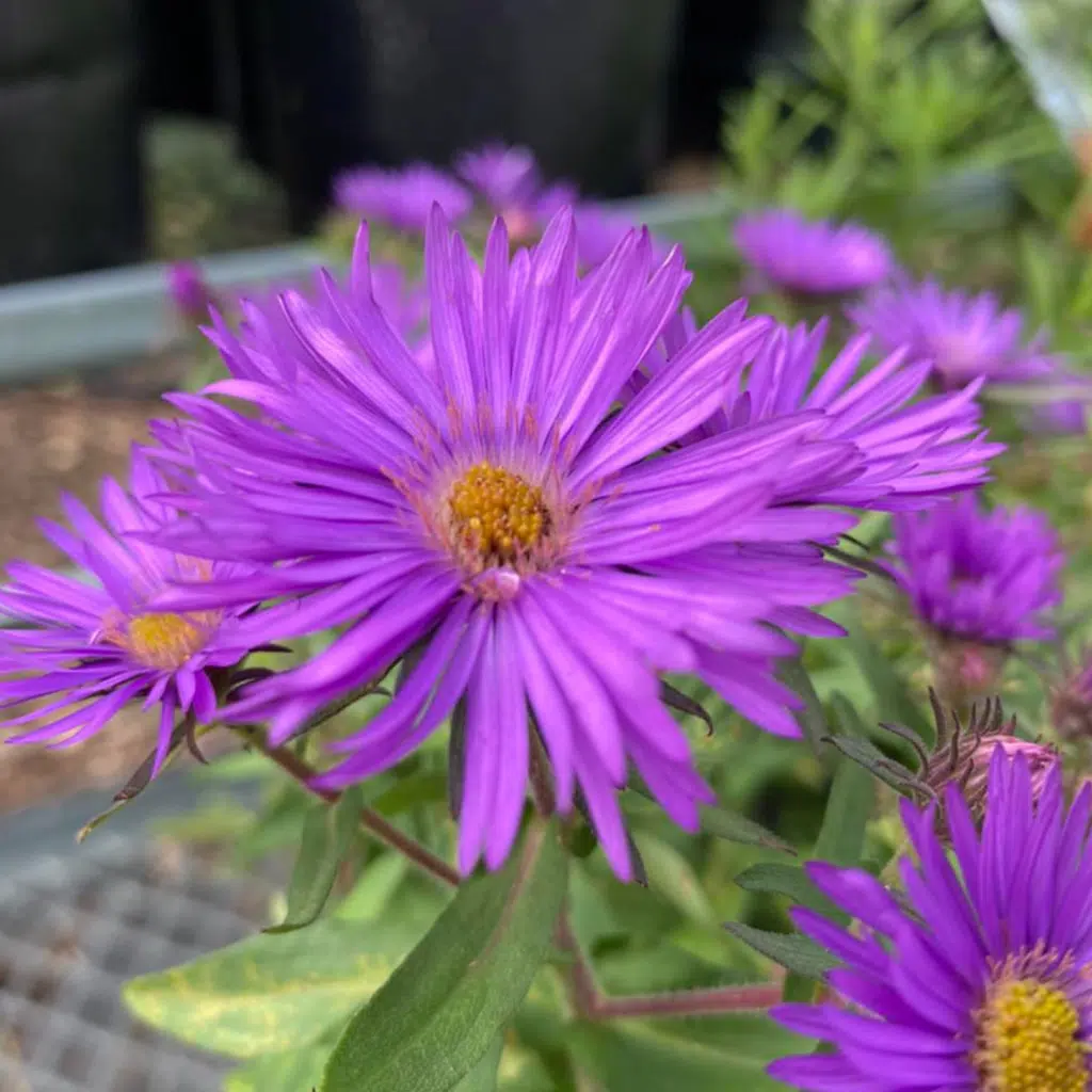 Aster Novae Angliae Purple Dome (Herfstaster)