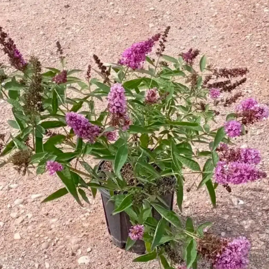 Buddleja Davidii Free Petite Tutti Frutti (Vlinderstruik)